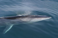 Fin Whale photo