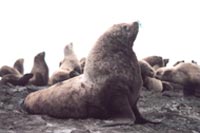 Steller Sea Lions, whose numbers have declined in recent years
