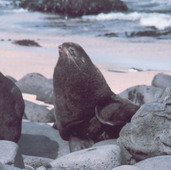 Northern fur seal Callorhinus ursinus