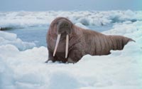 Walrus on the ice in the Bering Sea