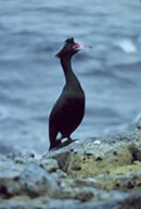 Cormorant in the Pribilof Islands in the Bering Sea