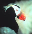 Tufted Puffin