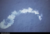 Gray whale trailing mud plume as it surfaces from a feeding bout