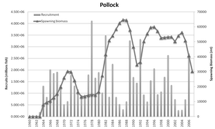 Bering Sea Pollock