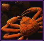 Snowcrab